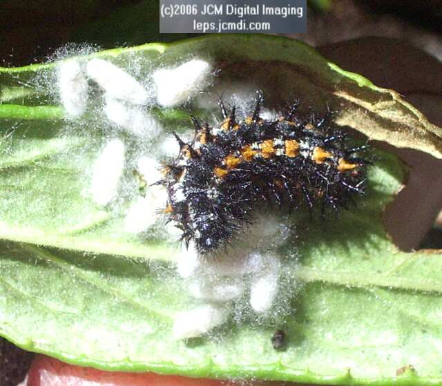 Chalcedon Checkerspot (Euphydryas chalcedona) larva with cocooned parasites